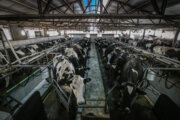 صنعت گاو شیری با حذف ارز ترجیحی آسیبی نخواهد دید