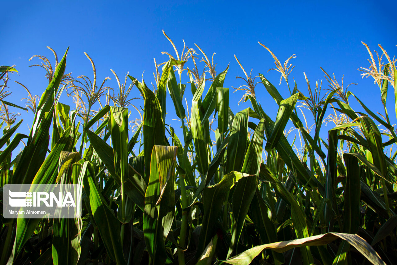 نباتات علوفهای، عاملی که منابع آب را تهدید میکند نباتات علوفهای، عاملی که منابع آب را تهدید میکند