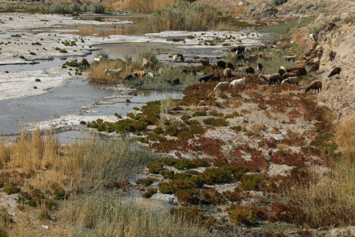 تالاب‌ها در آستانه نابودی/ از انقراض جنگل های مانگرو تا انواع پرندگان مهاجر 