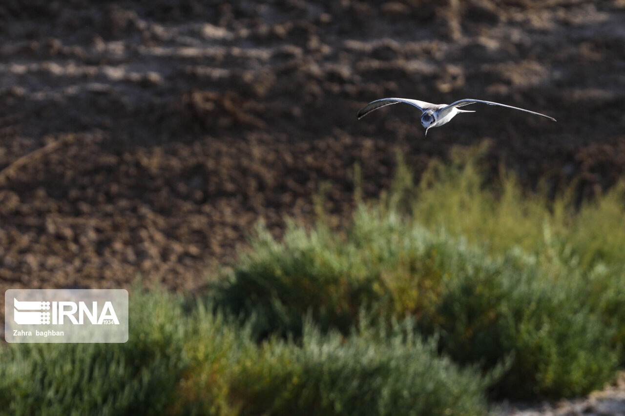 کشاورزی پایدار در حوزه تالاب بختگان فارس مستقر میشود کشاورزی پایدار در حوزه تالاب بختگان فارس مستقر میشود