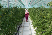 توسعه کشاورزی گلستان با استفاده از ظرفیت اتاق بازرگانی محقق می‌شود