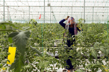 گلخانه زنانه در روستای «قره تپه» بندرترکمن