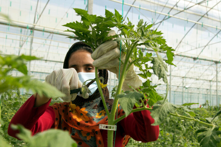 ۴۶۹ هکتار شهرک کشاورزی، پیشران توسعه در اقتصاد آذربایجانغربی