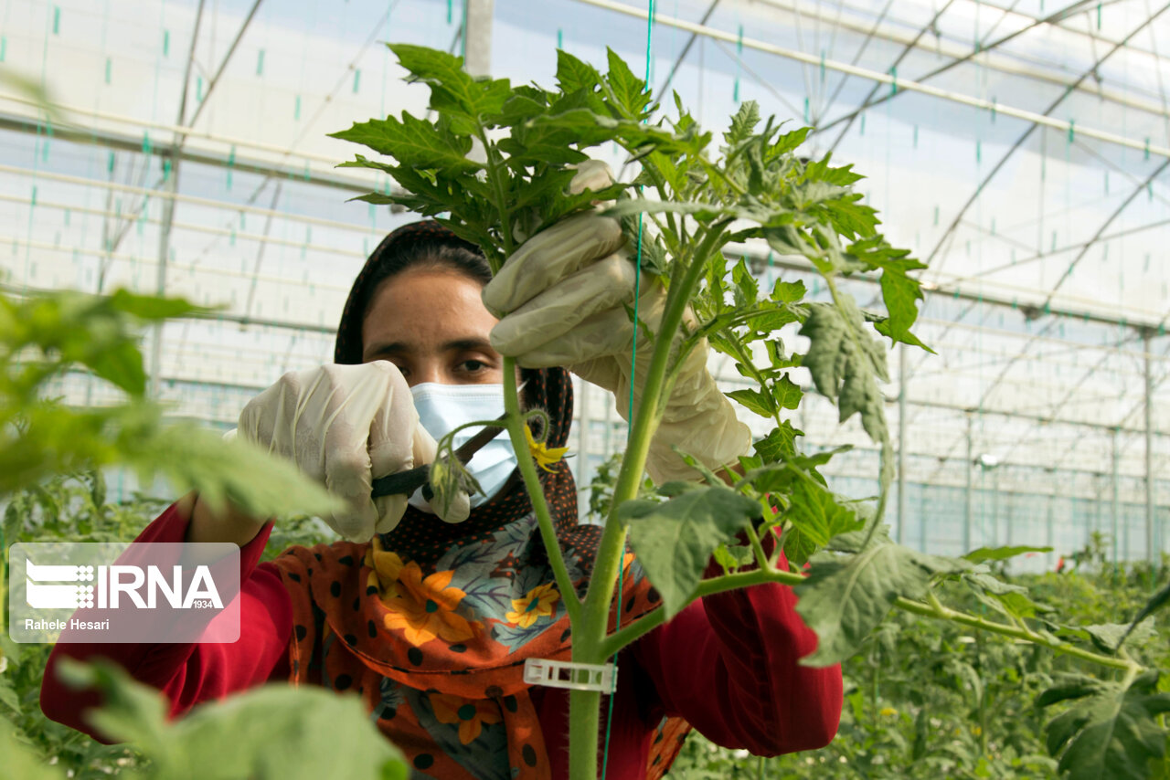 بنیاد برکت ۸۵ میلیارد ریال تسهیلات در گرمه خراسان شمالی پرداخت کرد بنیاد برکت ۸۵ میلیارد ریال تسهیلات در گرمه خراسان شمالی پرداخت کرد