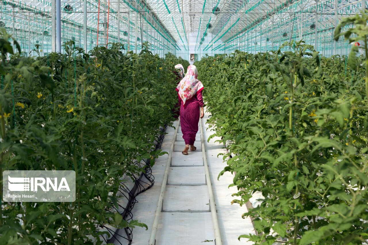 گنبدکاووس ۱۸ هکتار گلخانه در دست احداث دارد گنبدکاووس ۱۸ هکتار گلخانه در دست احداث دارد