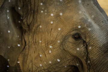 فیل آسیایی (سریلانکا)