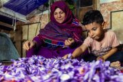 مسوولان به‌دنبال ایجاد اشتغال و ارزش افزوده برای زعفران گلستان