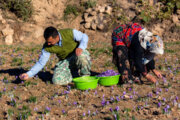 یک سوم کشتزارهای زعفران گناباد خراسان رضوی دچار آفت شد