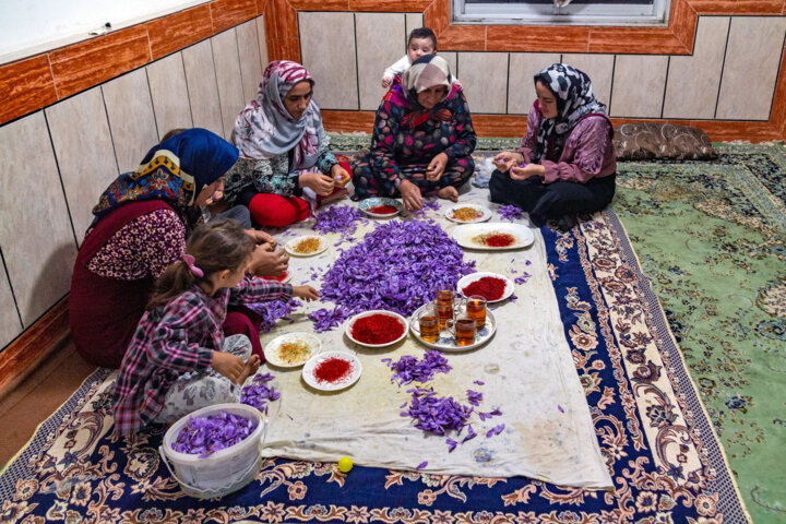 زعفران، طلای سرخ گلستان؛ جهش ۱۵ درصدی سطح کشت در شرق استان