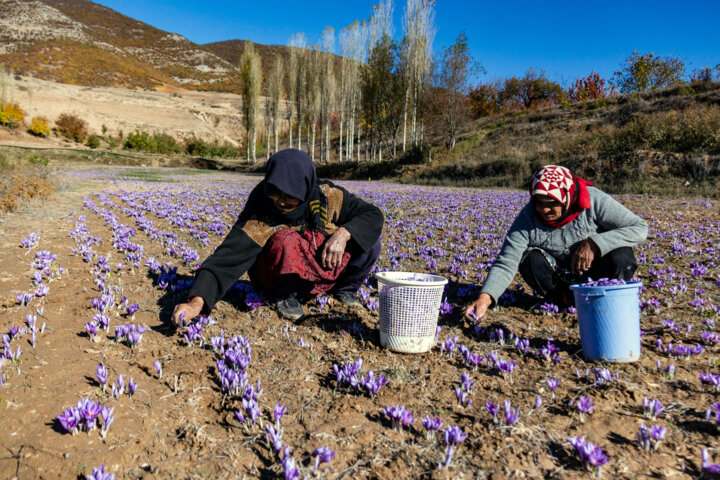 زعفران گناباد در پیچ و خم مشکلات