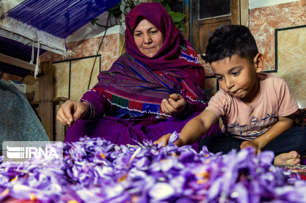 مسوولان به‌دنبال ایجاد اشتغال و ارزش افزوده برای زعفران گلستان