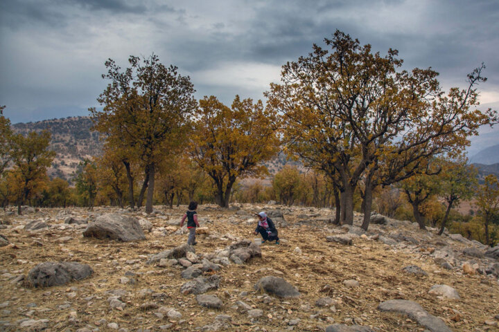 استاد گونشناسی ایران: ۶۰۰ گونه گون بومی در کشور شناسایی شده است