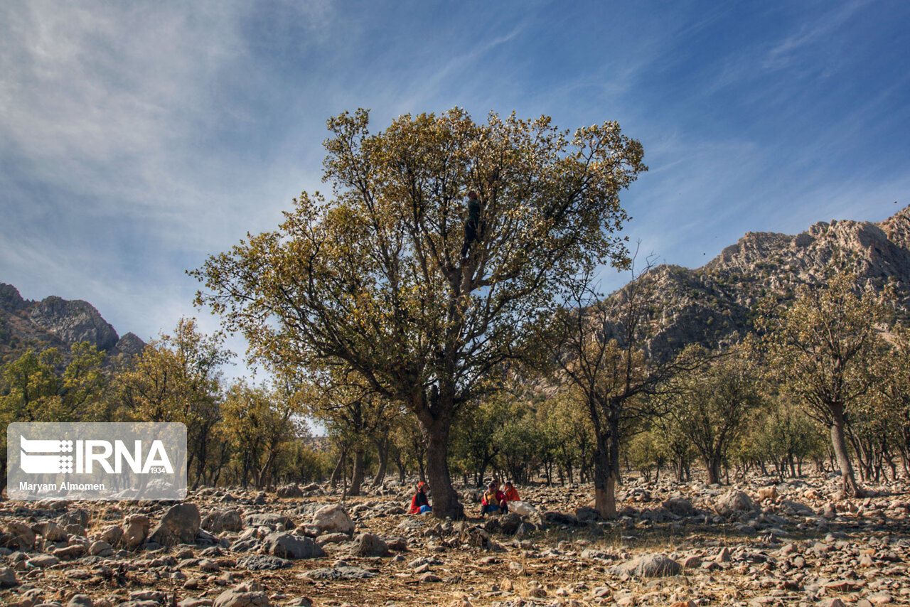 پرواز پروانههای مرگ بر سر بلوط های زاگرس پرواز پروانههای مرگ بر سر بلوط های زاگرس