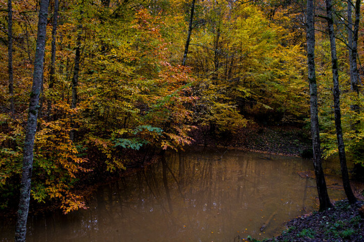 از گرامیداشت روز درختکاری تا رفع مشکل تردد کشتیهای ایرانی در بنادر قطر
