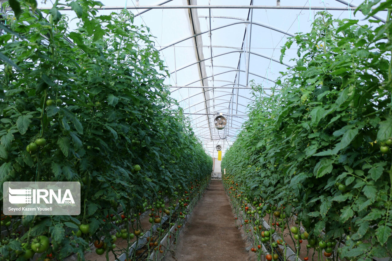 طرح های توسعه گلخانه در استان کرمانشاه حمایت ویژه می شود طرح های توسعه گلخانه در استان کرمانشاه حمایت ویژه می شود