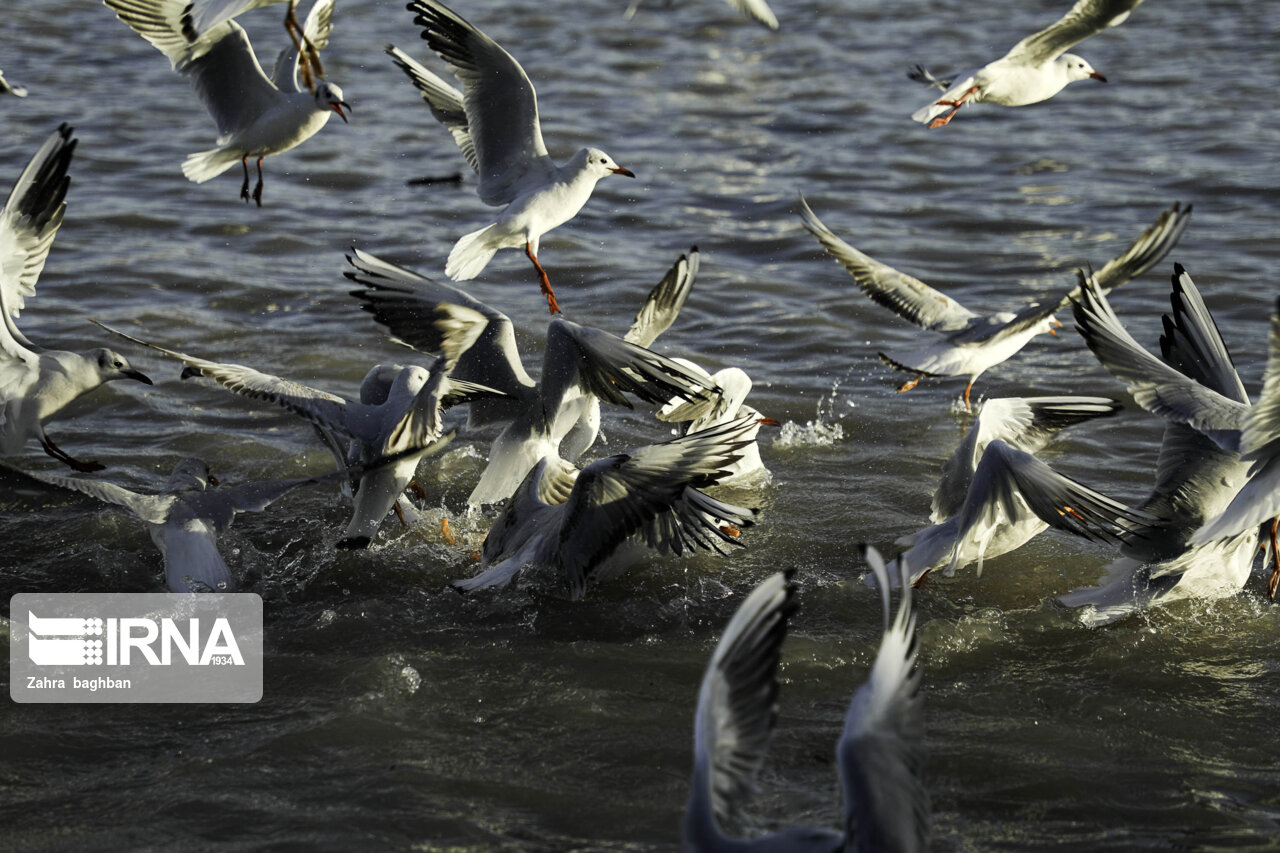 چرا انواع پرندگان مهاجرآبزی و کنارآبزی گلستان کاهش یافته است؟ چرا انواع پرندگان مهاجرآبزی و کنارآبزی گلستان کاهش یافته است؟
