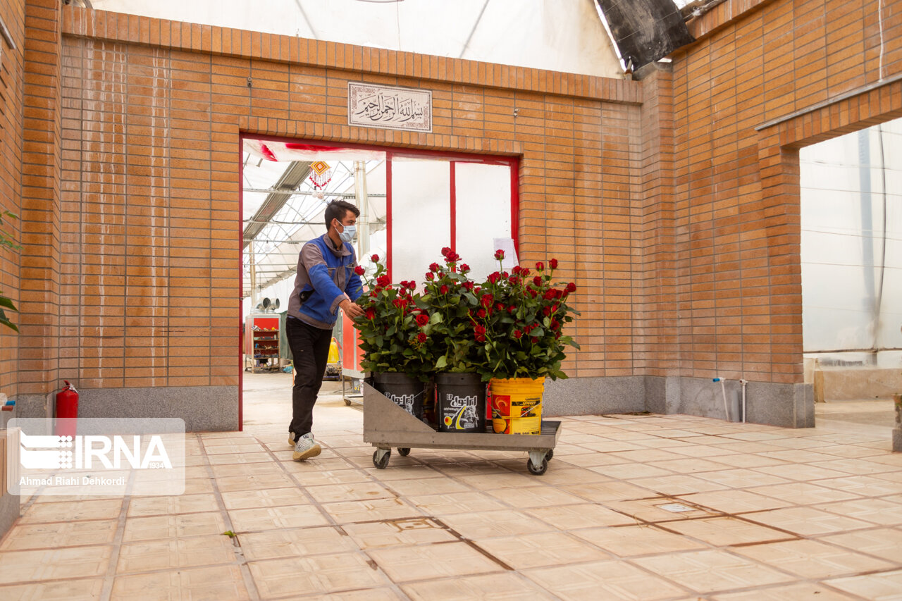 گل‌های تولید دزفول در انتظار پایانه صادراتی