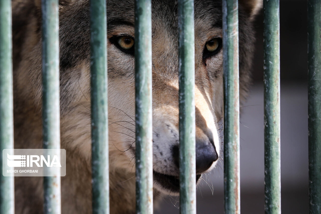 جابه‌جایی جانوران در باغ‌ وحش‌ها باید با اجازه کتبی سازمان محیط‌زیست باشد