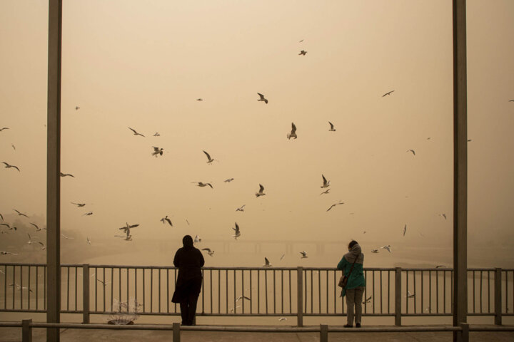 از گرامیداشت روز درختکاری تا رفع مشکل تردد کشتیهای ایرانی در بنادر قطر