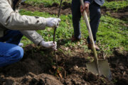 تفاهم‌نامه همکاری منابع طبیعی با وزارت دفاع برای کاشت یک میلیارد درخت امضا شد