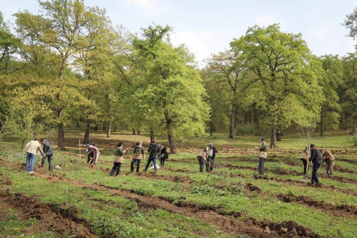 درختان را دریابیم