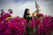 Recolección de flores en Hamidiye