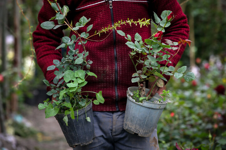 کشت گلخانهای، مسیر سبز درآمدزایی ارزی/ خراسان رضوی رتبه ۱۲ کشور را دارد