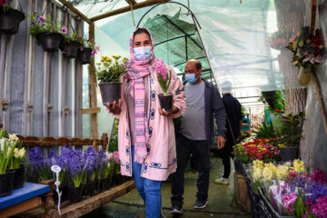 Marché aux fleurs de Chiraz à l’approche du Nouvel An