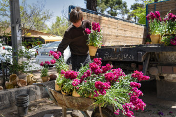 Marché aux fleurs de Chiraz à l’approche du Nouvel An