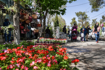 Marché aux fleurs de Chiraz à l’approche du Nouvel An