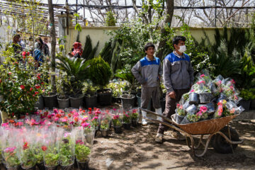 Marché aux fleurs de Chiraz à l’approche du Nouvel An