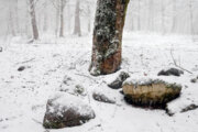 Весенний снегопад на севере Ирана