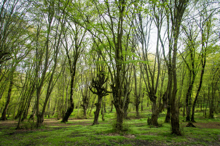 تاراج قارچ ترافل در جنگلهای گلستان، ثروتی که استفاده نمیشود