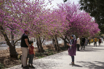 شیراز کے زندیہ تاریخی مقام اور باغ ارم میں سیاحوں کی آمد