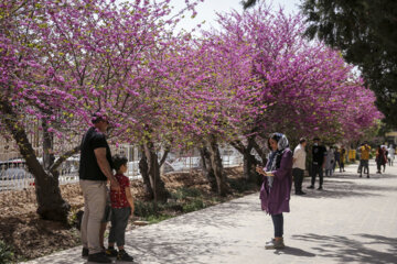 Norouz 2022 en Iran : les voyageurs dans le jardin Eram le Zandieh de Shiraz au sud