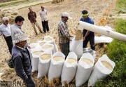 خرید توافقی برنج کشاورزان گیلان و مازندران/ قیمت برنج سال گذشته غیرواقعی بود