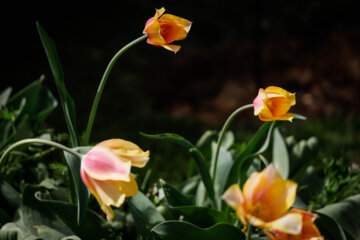 Festival des tulipes à Arak 