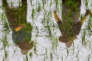 محدودیت کشت برنج در حوضه آبی دز و کارون وجود ندارد