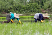 افزایش قابل توجه تولید برنج و کلزا در استان‌های شمالی با اجرای پروژه‌های آب و خاک