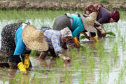 کمبود کارگر و افزایش۲ برابری دستمزد نشاکاران بومی مازندران 