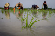 استاندار: مزایای تولید برنج پرمحصول برای کشاورزان گیلانی تبیین شود