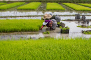 محدودیت کشت برنج در استان‌های کم بارش/ کشاورزی سنتی نداریم