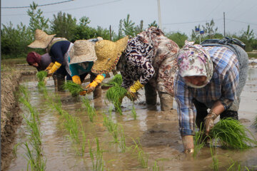 استقبال شالیکاران مازندران  به کشت ارقام پر محصول برنج 