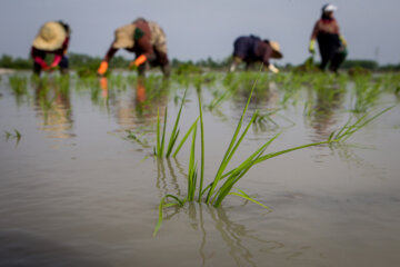 استاندار: مزایای تولید برنج پرمحصول برای کشاورزان گیلانی تبیین شود