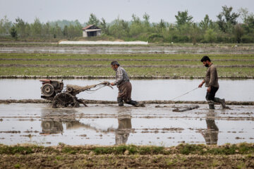 بحران کم آبی و نوبت بندی زودهنگام آب کشاورزی در مازندران