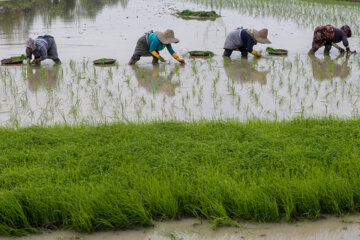 دولت محصول برنج ۱۲ هزار هکتار از اراضی گلستان را توافقی خریداری می‌کند