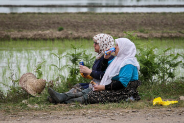 نشاء برنج در گیلان