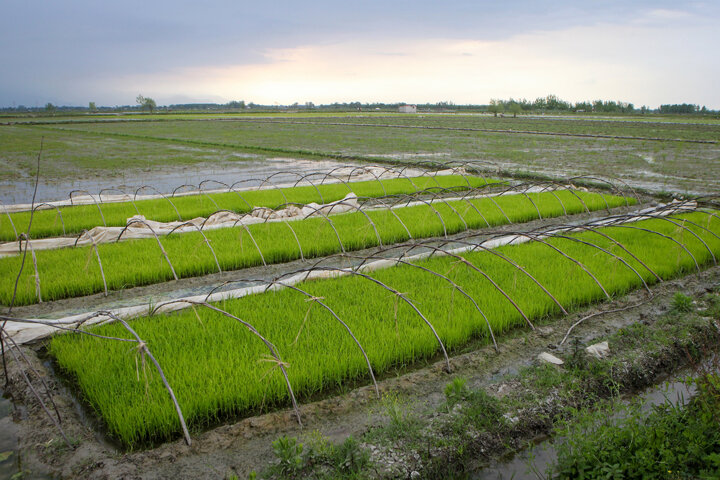 برنجکاری قراردادی؛ حمایت از شالیکار و حذف دلالی