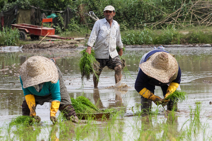 مشارکت کمرنگ تشکل ها درتصمیمگیری برای توسعه کشاورزی مازندران