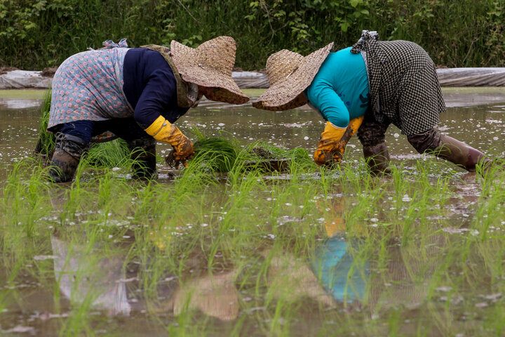 ریل‌گذاری دولت سیزدهم برای رونق اقتصاد روستاهای مازندران 